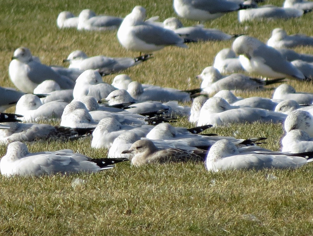 Short-billed Gull - ML37946671