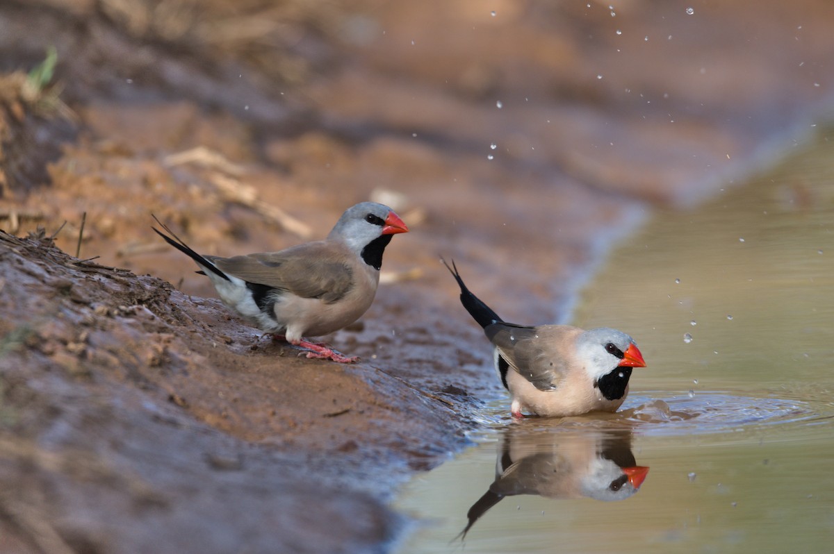 Long-tailed Finch - ML379466821