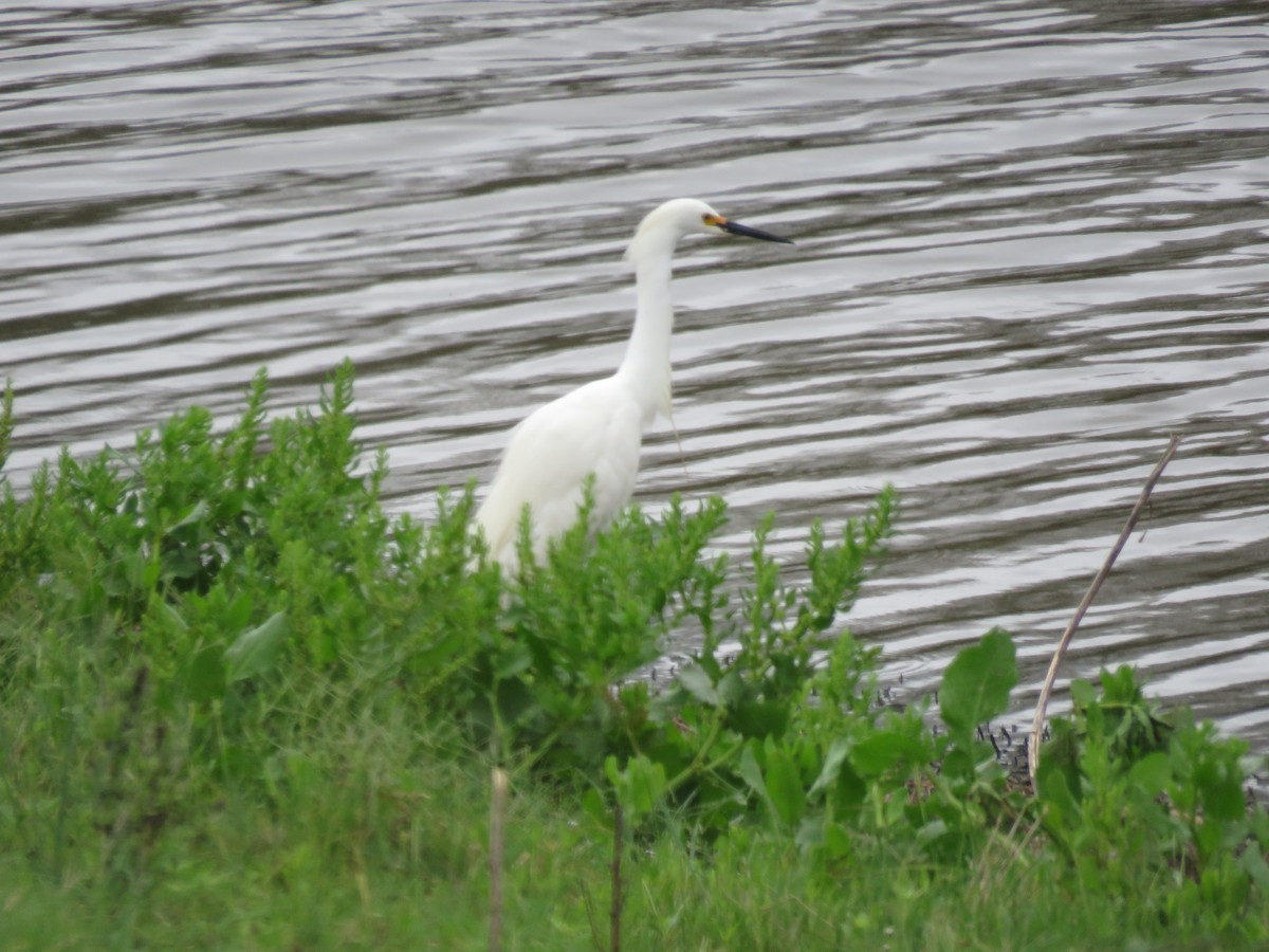 Snowy Egret - ML379467151