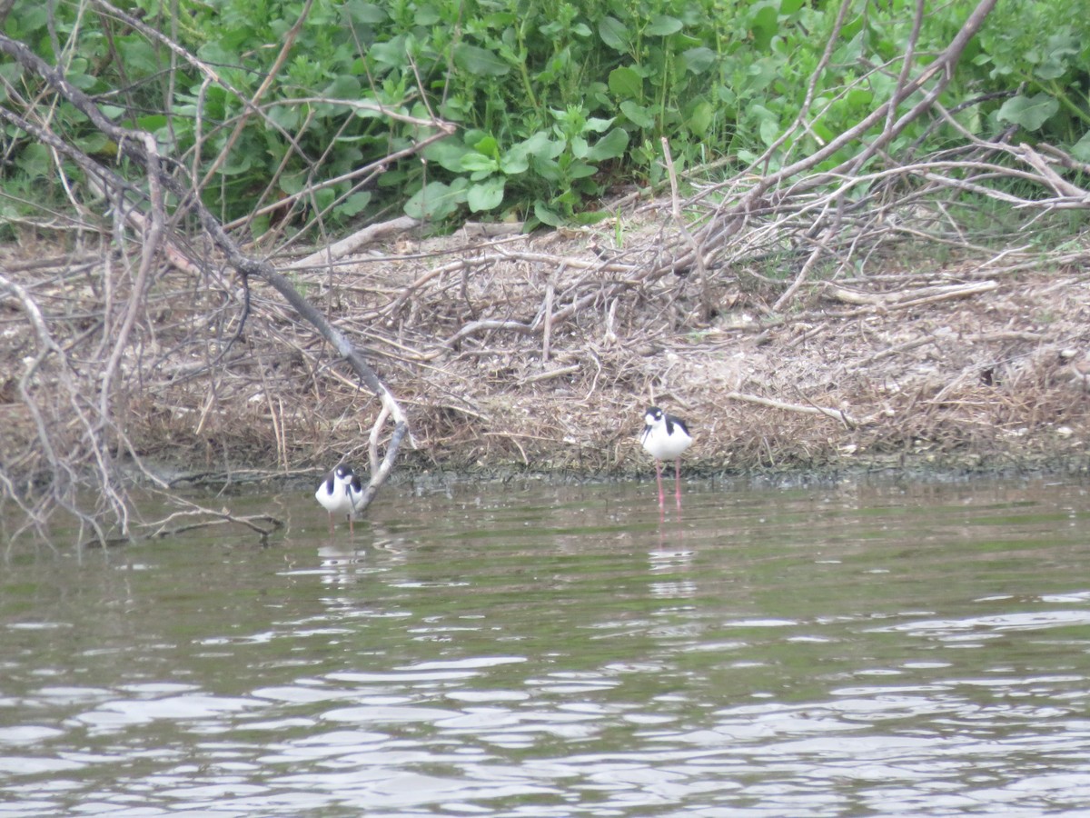 Black-necked Stilt - ML379467651