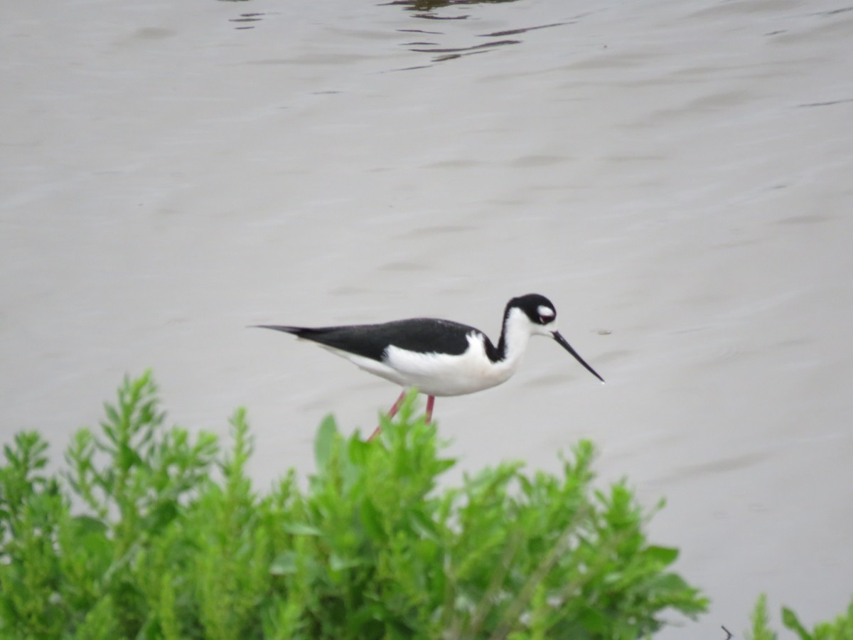 Black-necked Stilt - ML379467911