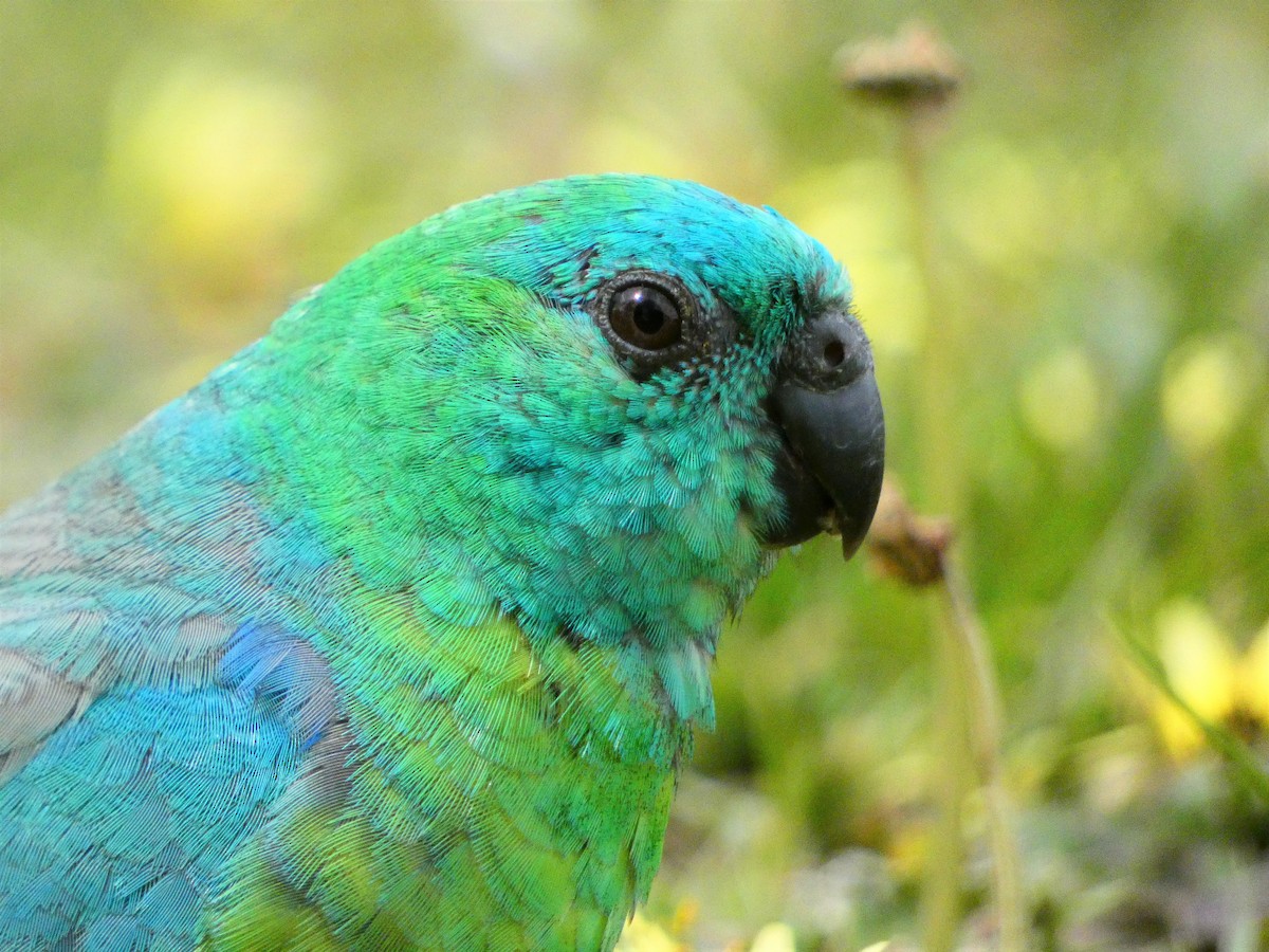 Red-rumped Parrot - ML379468001