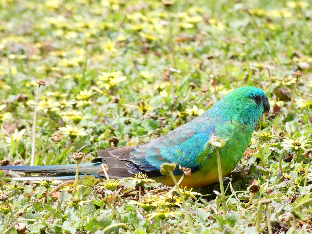 Red-rumped Parrot - ML379468171