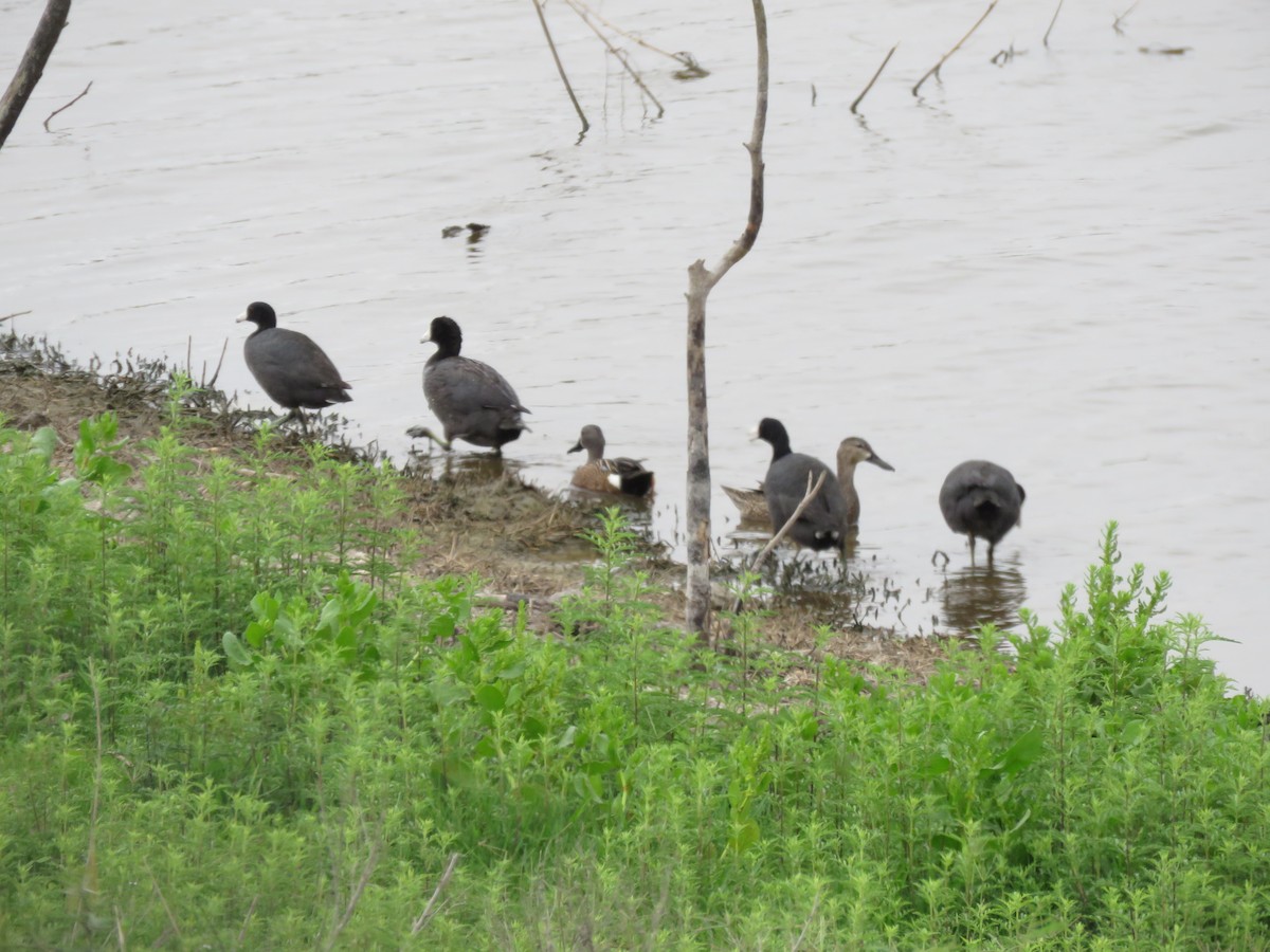 American Coot - ML379468231