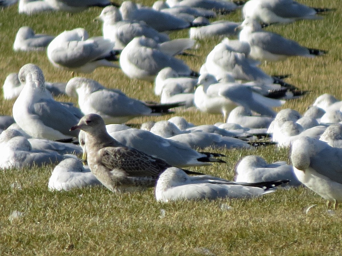 Short-billed Gull - ML37946831