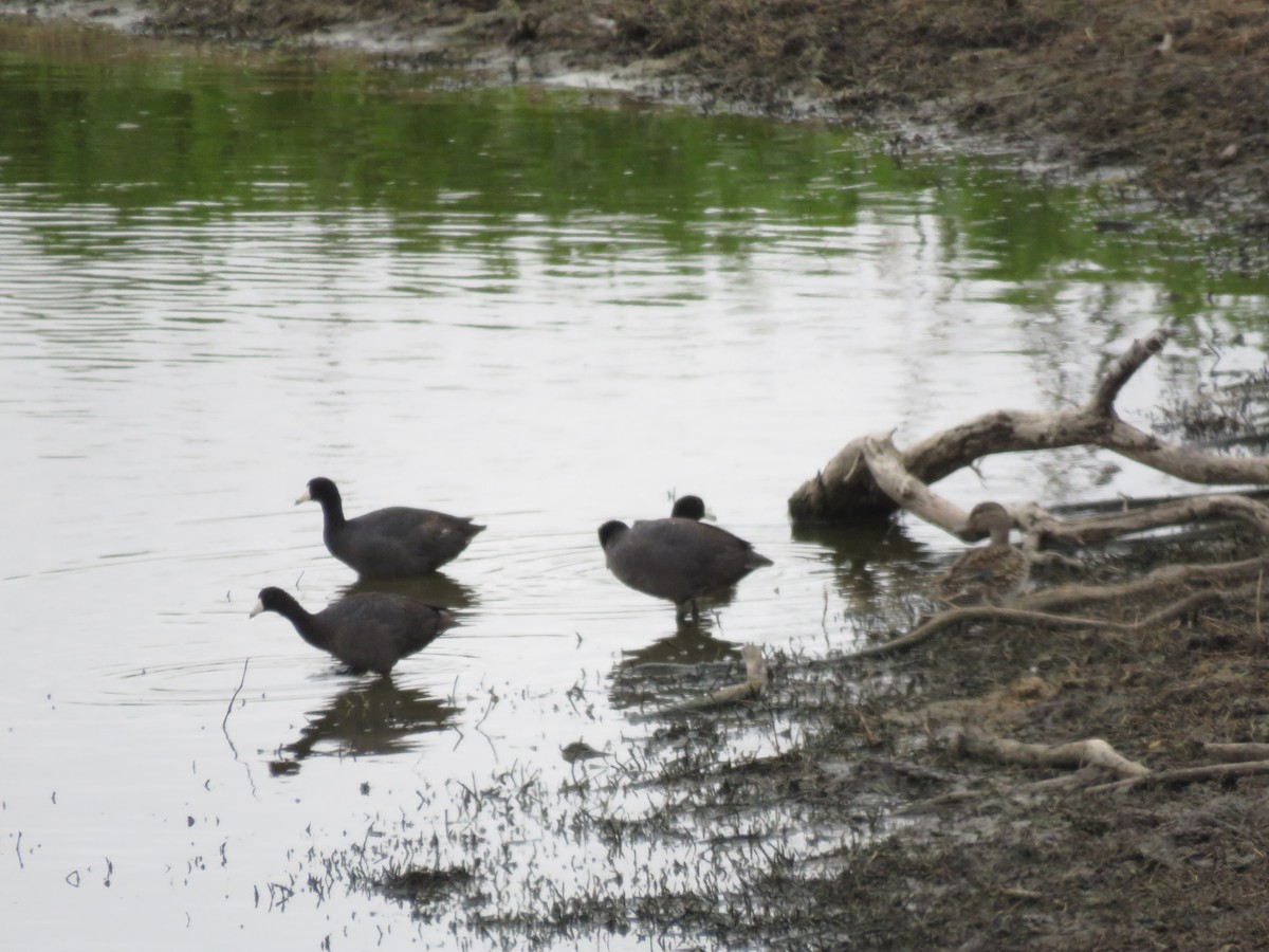 Blue-winged Teal - ML379468371