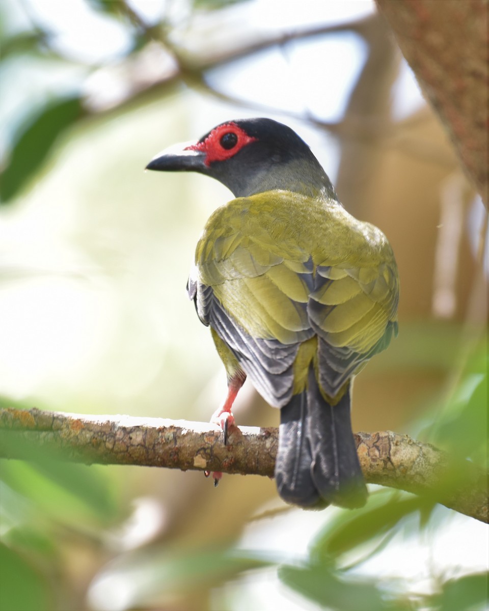 Australasian Figbird - ML379468761