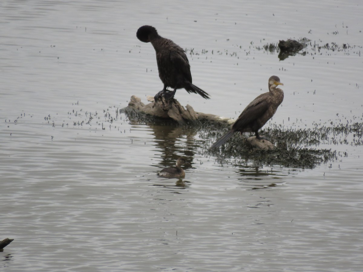 Neotropic Cormorant - ML379468811