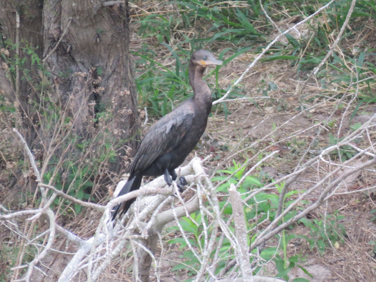 Neotropic Cormorant - ML379468821