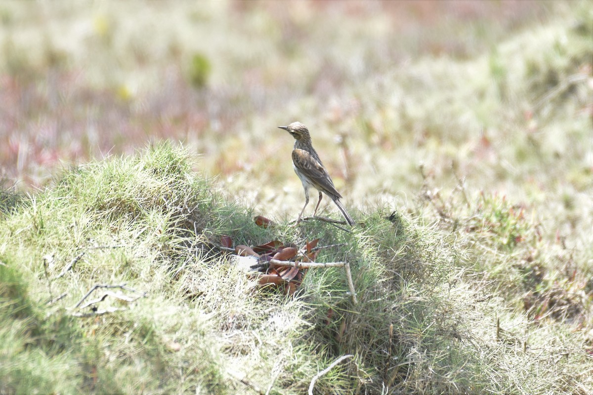 Australian Pipit - ML379468931