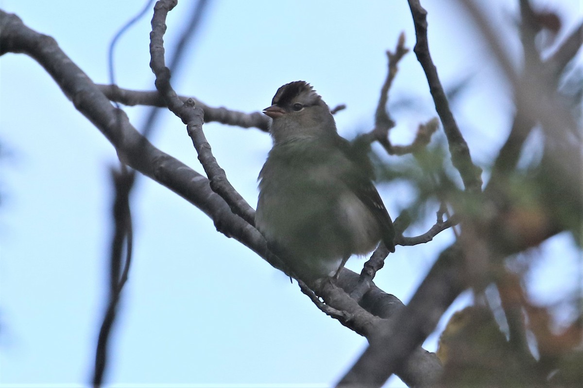 White-crowned Sparrow - ML379469401