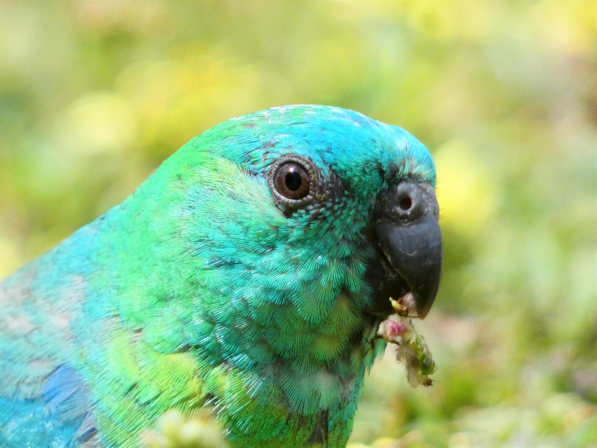 Red-rumped Parrot - ML379470001