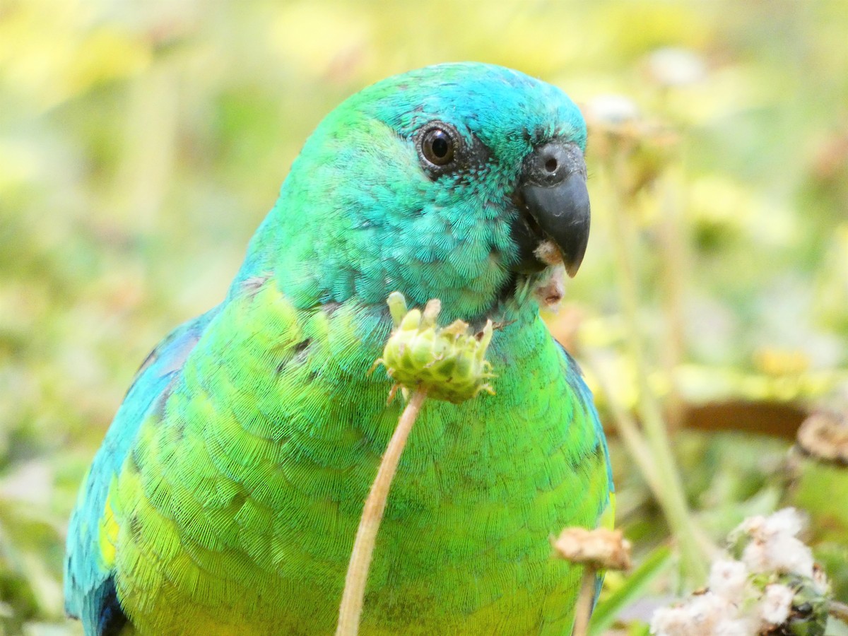 Red-rumped Parrot - ML379470011