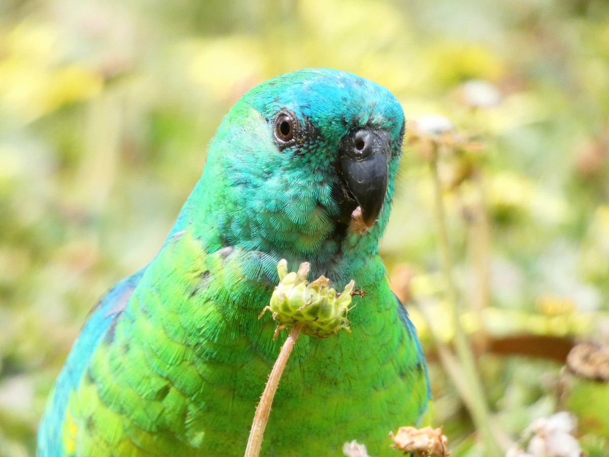 Red-rumped Parrot - ML379470041