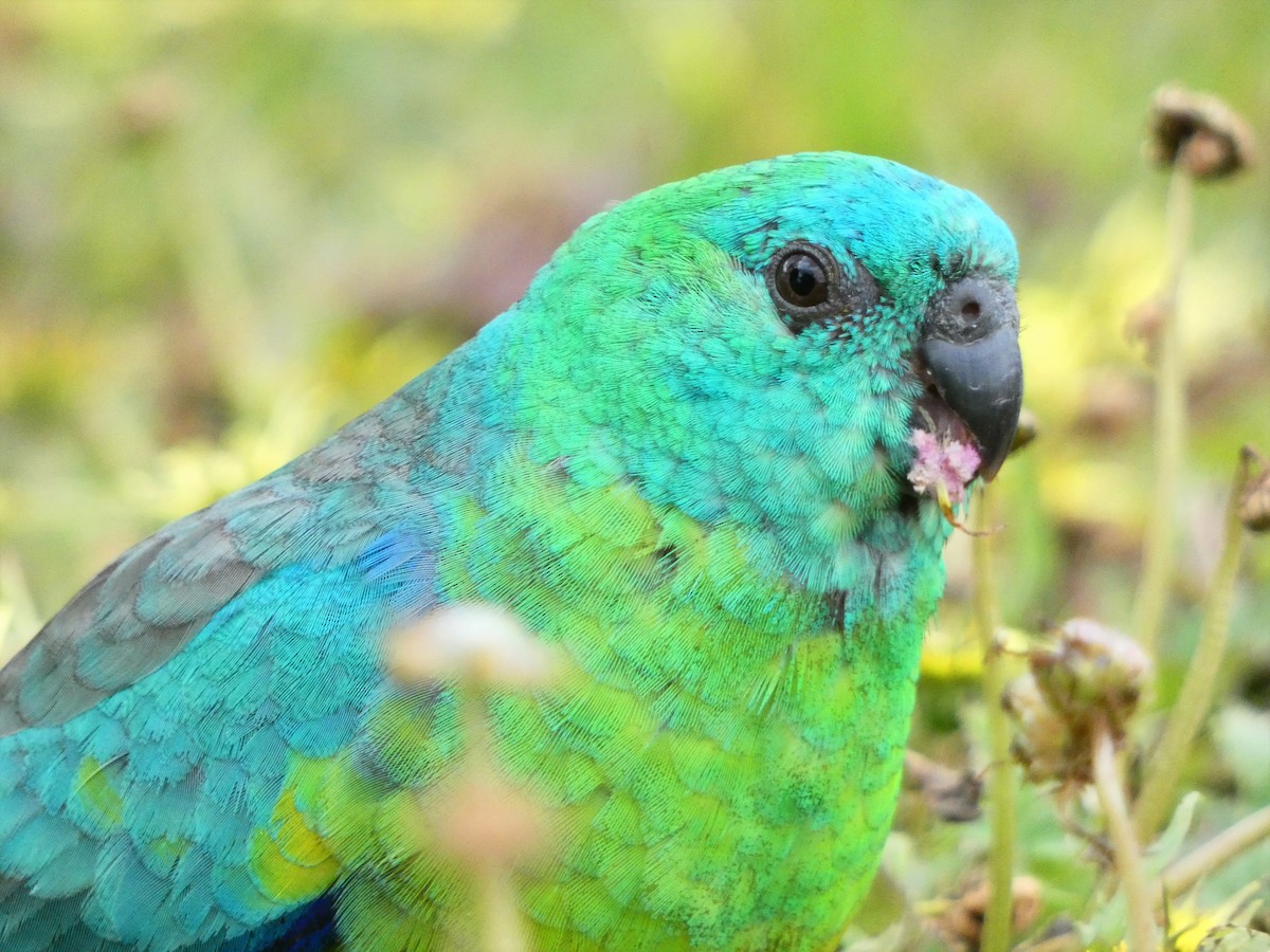 Red-rumped Parrot - ML379470091