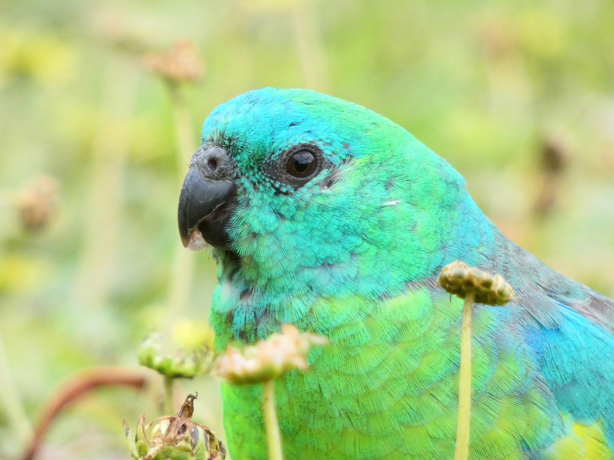 Red-rumped Parrot - ML379470111