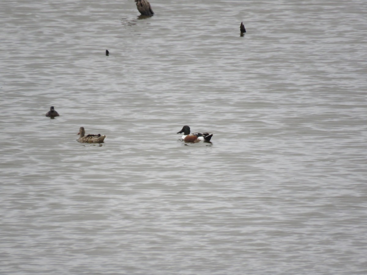 Northern Shoveler - ML379470451