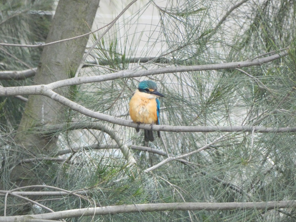 Sacred Kingfisher - ML379470891