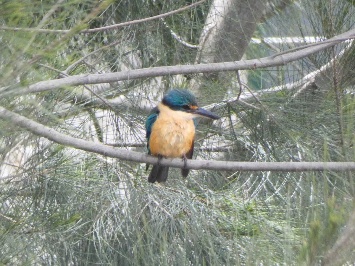 Sacred Kingfisher - ML379471111