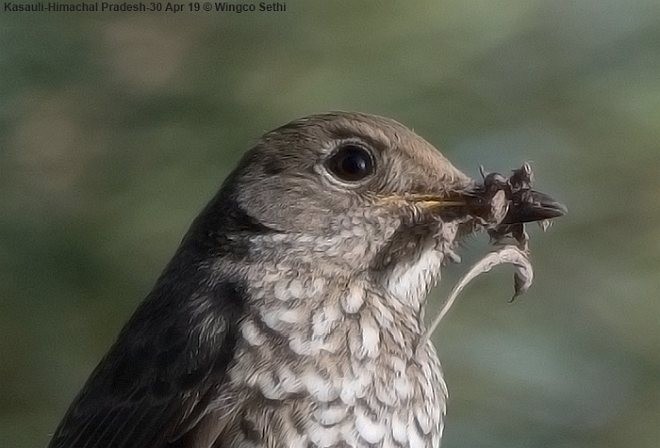 Blue-capped Rock-Thrush - ML379471811