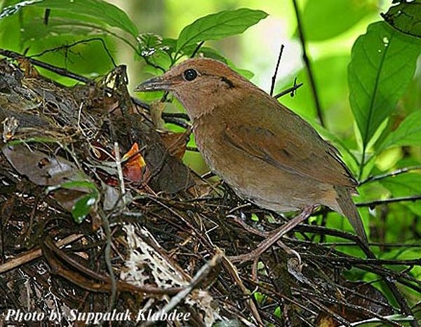 Rusty-naped Pitta - ML379472201