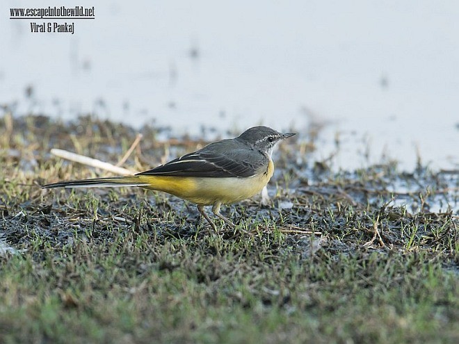 Gray Wagtail - ML379472551