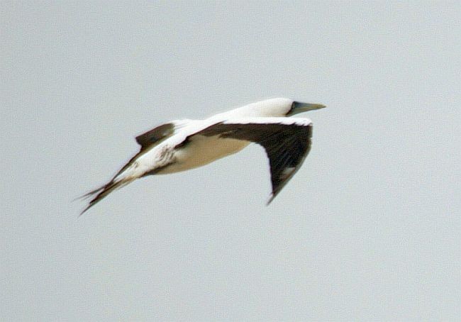 Masked Booby - ML379473831