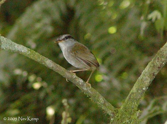 Javan Tesia - ML379473971