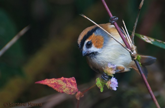 Black-throated Parrotbill (Orange-eared) - ML379474421