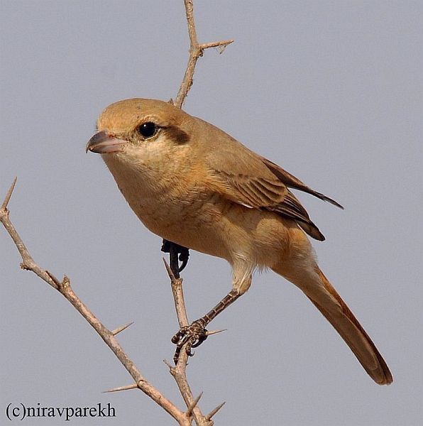 Isabelline Shrike (Chinese) - ML379475031