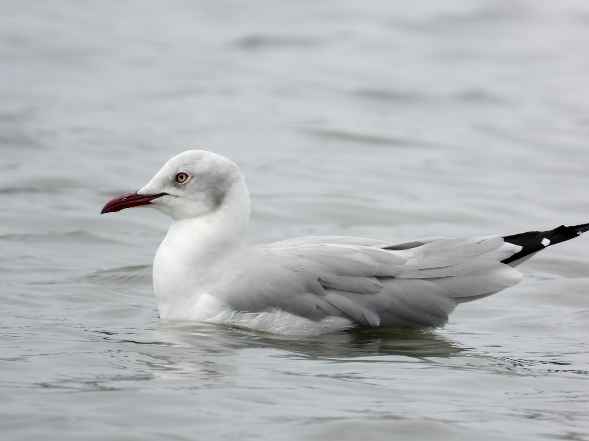 Gray-hooded Gull - ML379475111