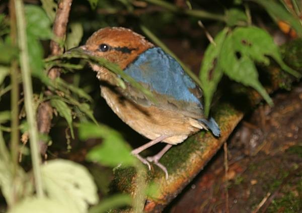 sumatrapitta - ML379475421