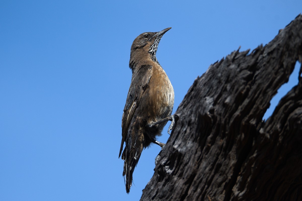 Black-tailed Treecreeper - ML379475461