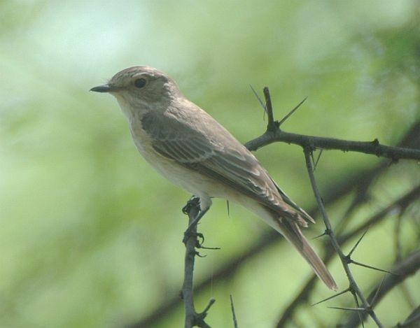 Spotted Flycatcher (Spotted) - ML379475471