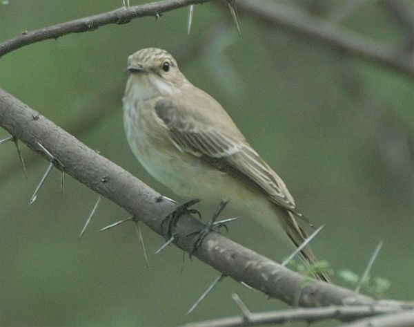 Spotted Flycatcher (Spotted) - ML379475481