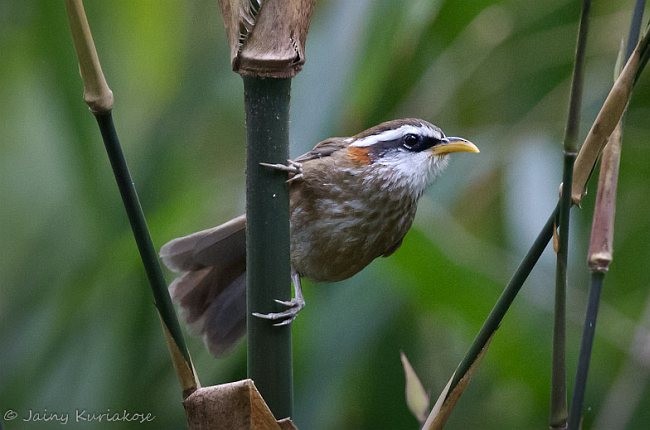 Streak-breasted Scimitar-Babbler - Jainy Kuriakose