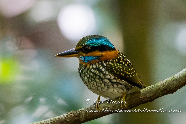 Spotted Kingfisher - ML379475961