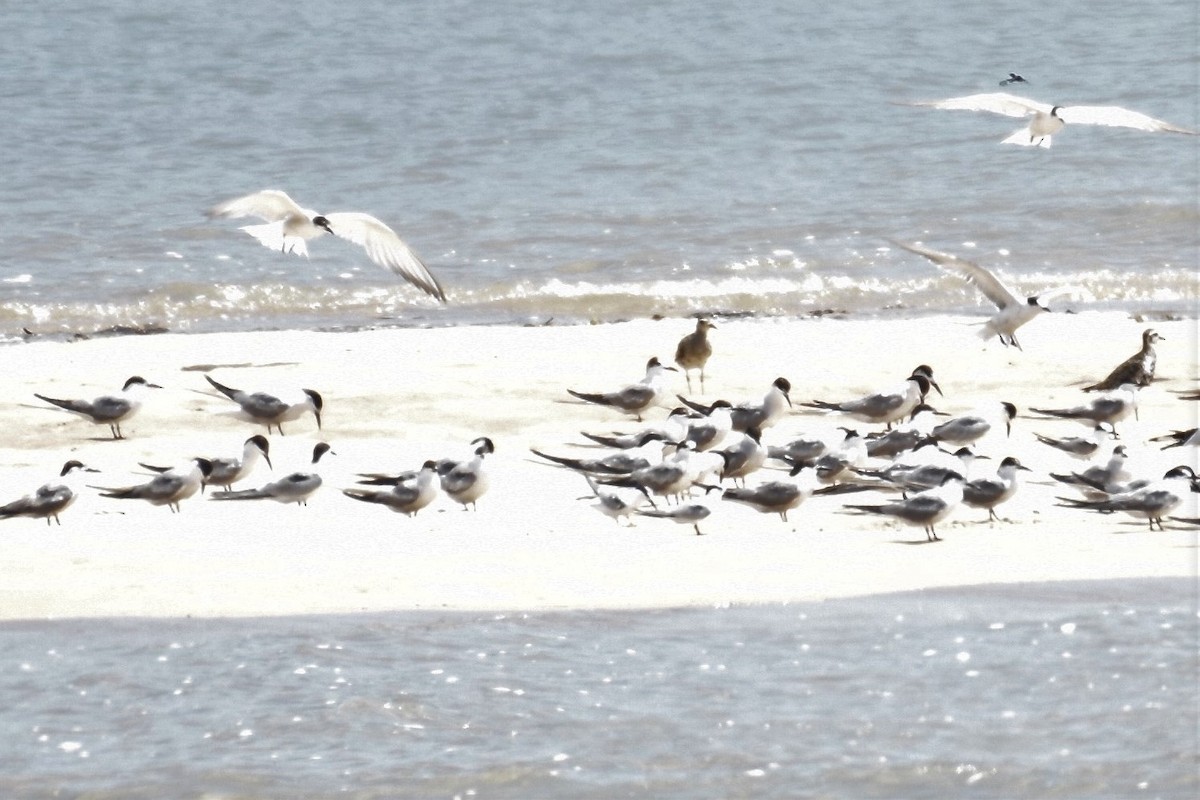 Common Tern - ML379476551