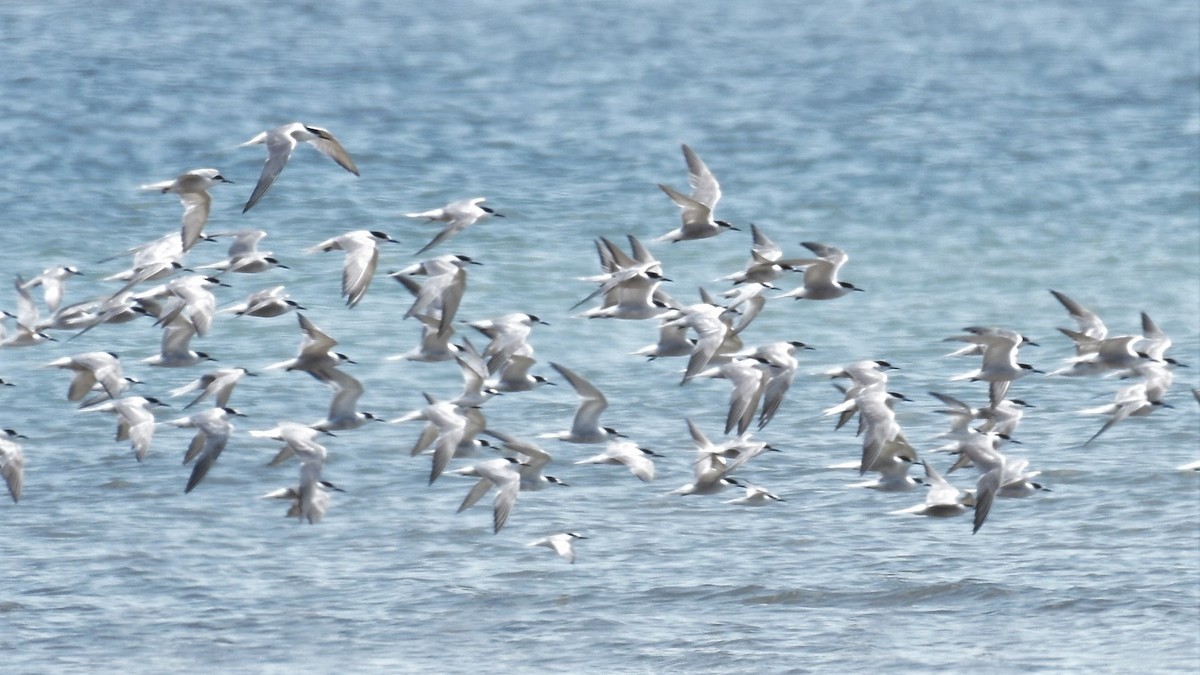 Common Tern - ML379476561