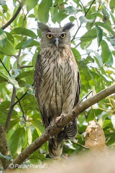 Dusky Eagle-Owl - Pallav Pranjal Sarma