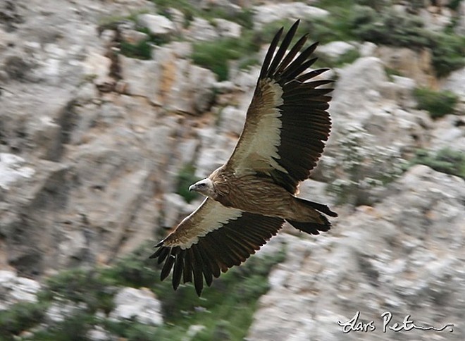 Himalayan Griffon - ML379477071