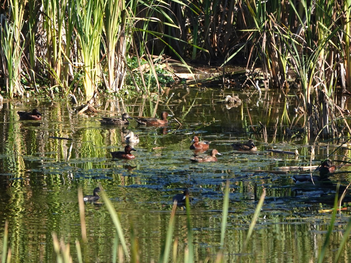 Cinnamon Teal - ML379477131