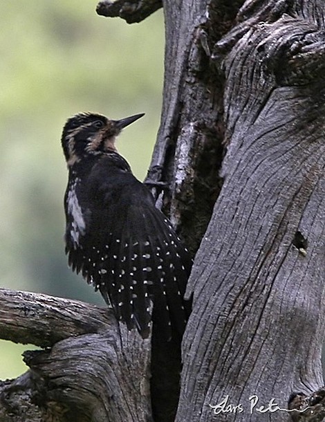 Eurasian Three-toed Woodpecker (Dark-bodied) - Lars Petersson | My World of Bird Photography