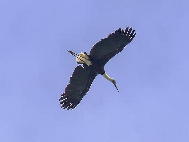 Asian Woolly-necked Stork - ML379477371