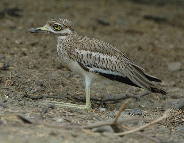 Indian Thick-knee - ML379477741
