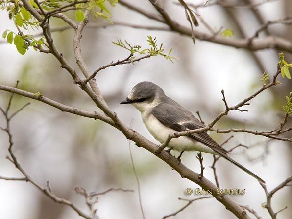 Ashy Minivet - ML379478181