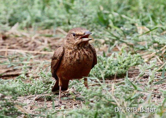 Rufous-tailed Lark - ML379478311