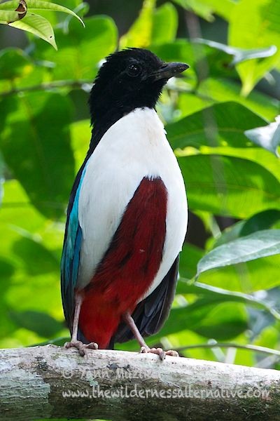 Ivory-breasted Pitta (Ivory-breasted) - ML379479411