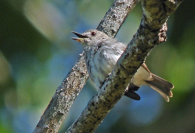 Sulawesi Brown Flycatcher - ML379480051