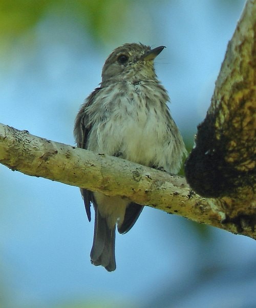 Sulawesi Brown Flycatcher - Pete Morris